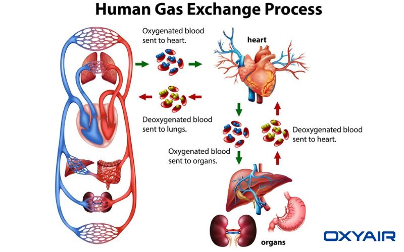 How to increase blood oxygen level